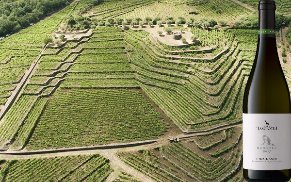 Vino Etna Rosso Tascante