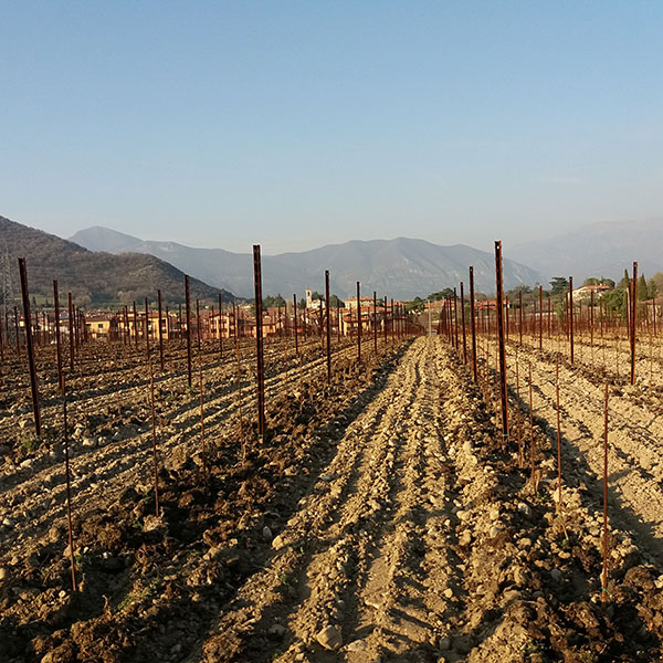 Vigne prospicienti l'agriturismo Solive