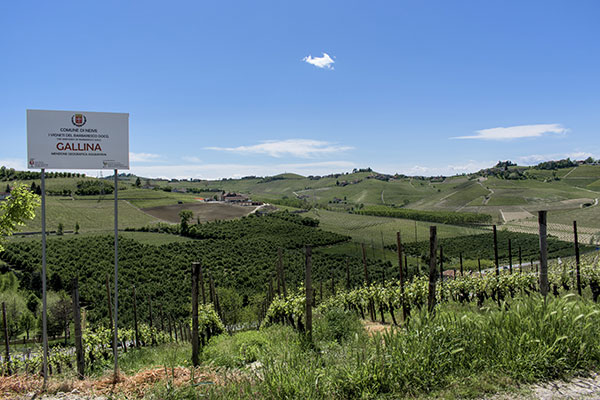 Vigneti del cru Gallina