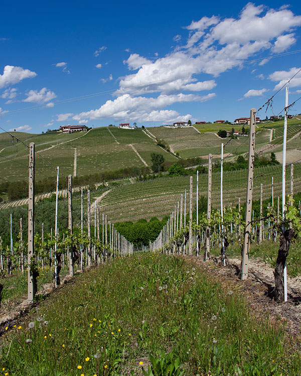Vigneti di Barbaresco