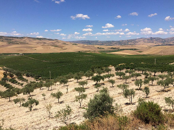 Antonio Gerardi vigneto