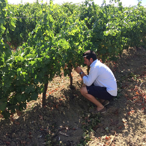 Antonio Gerardi in vigna
