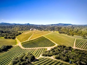 vigneti azienda Capichera