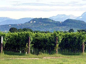 vigneti azienda Blason