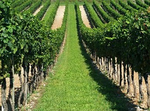 filari di vite azienda Blason