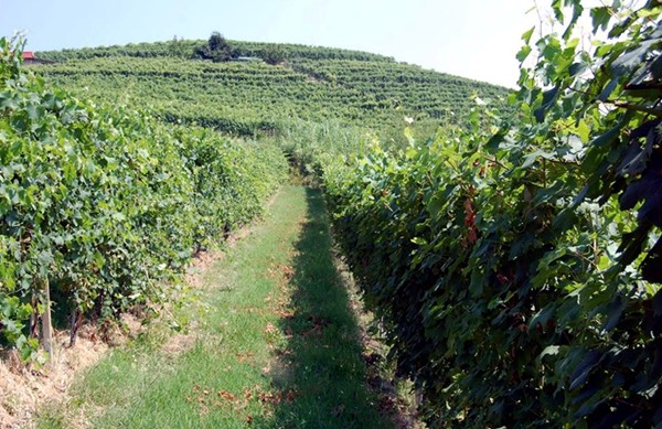 Vigneti Mauro Sebaste