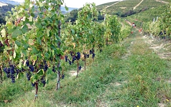 vigneto azienda Mauro Sebaste
