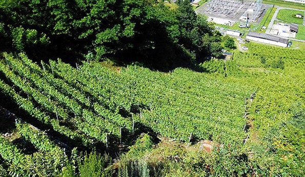 vigneto chiavennasca azienda Ar.Pe.Pe.