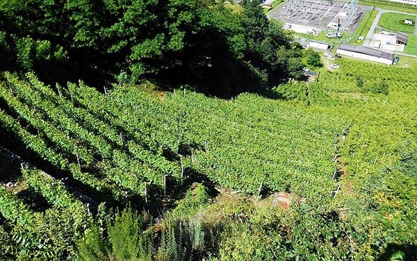 vigneto nebbiolo chiavennasca azienda Ar.Pe.Pe.