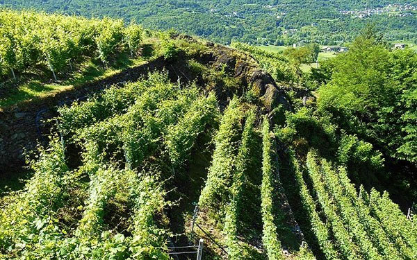 Altro vigneto azienda Ar.Pe.Pe.