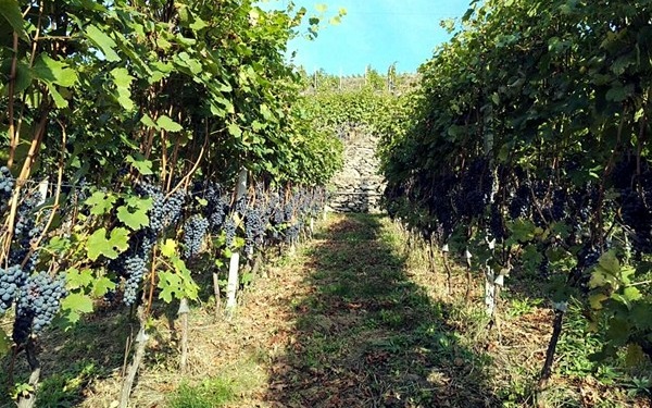 filare viti azienda Ar.Pe.Pe.