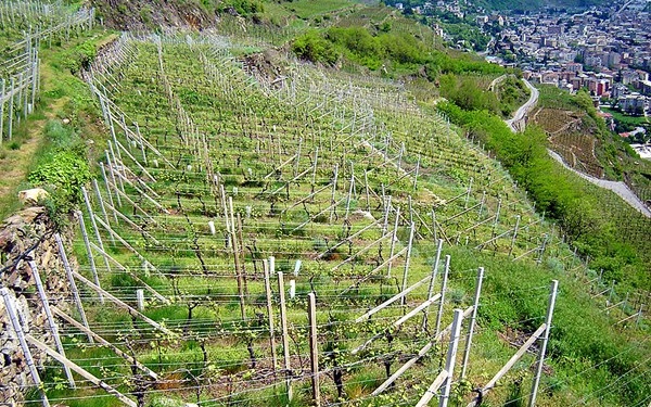 le vigne di Ar.Pe.Pe.