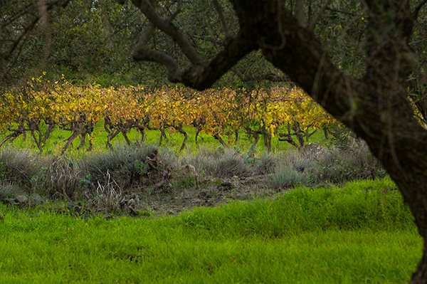 Vecchie vigne a San Lorenzo