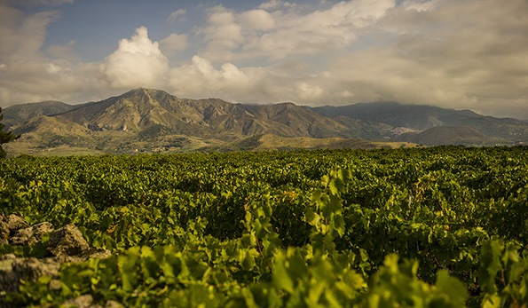 Vigne Girolamo Russo