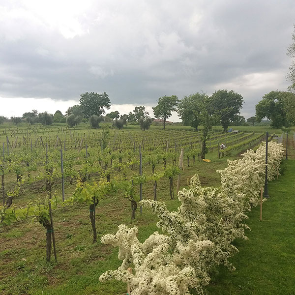 Le vigne dell'azienda Sandonna a Giove