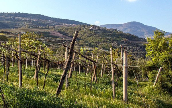 vigna azienda Monte dei Ragni