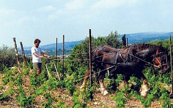 vigneto azienda Monte dei Ragni