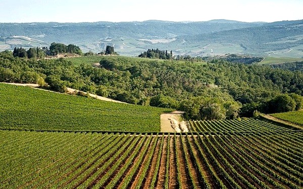 Vigneti Castello della Sala