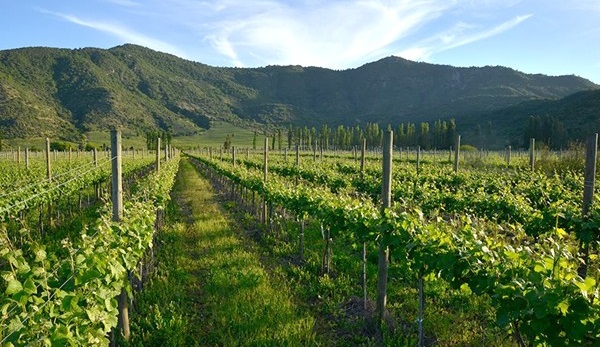 altri vigneti Valdivieso