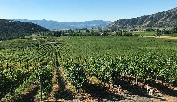 Altre vigne Valdivieso