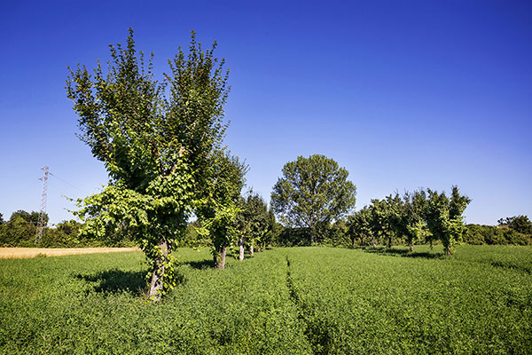 territorio del Trebbiano Spoletino