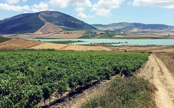 vigneto Curatolo Arini