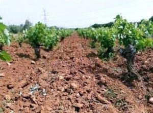 terreno vigne Markou