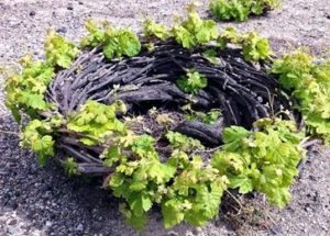 Il "cestello" tipico di Santorini