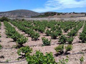 Vigneti azienda Papagiannakos