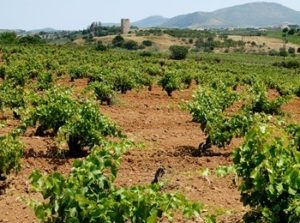 Vigneti azienda Papagiannakos