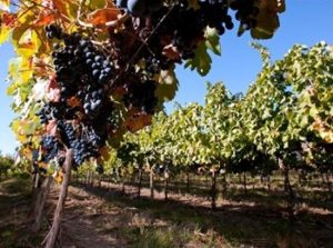 vigna Bodega Familia Schroeder