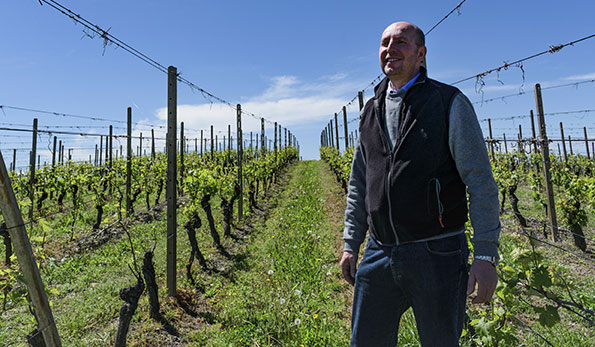 Marco Porello in vigna