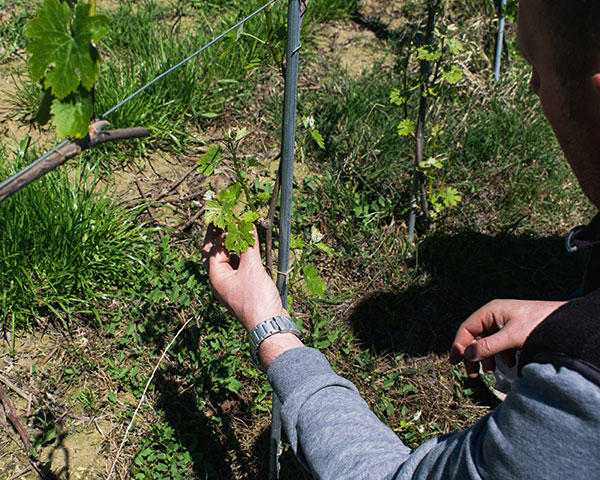 Marco Porello in vigna