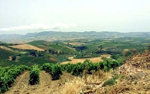 vigneti Curatolo Arini