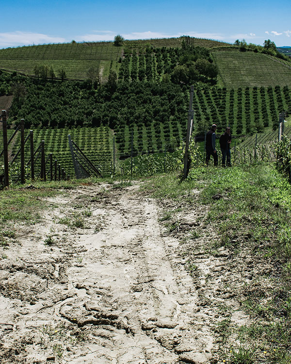 Vigneti Marco Porello