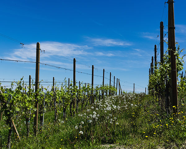 vigneto Marco Porello