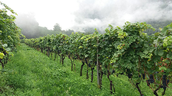 Il pinot nero nel vigneto Matàn