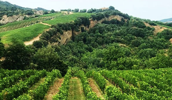 vigneto Molino di Sant'Antimo