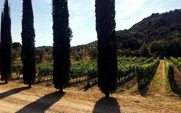 cipressi a Sant'Antimo