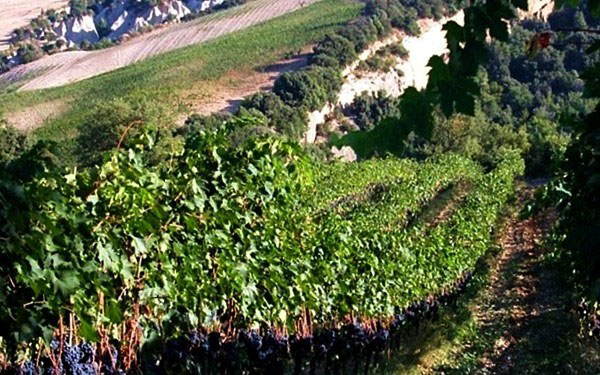 vigneto Molino di Sant'Antimo