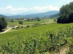 vigneti azienda Norina Pez