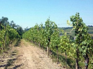 vigneti azienda Norina Pez