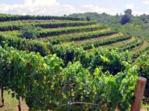 vigneti azienda Norina Pez