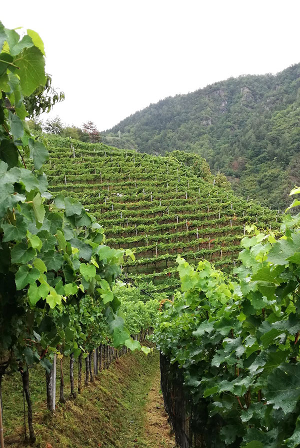 vigneto in Alto Adige