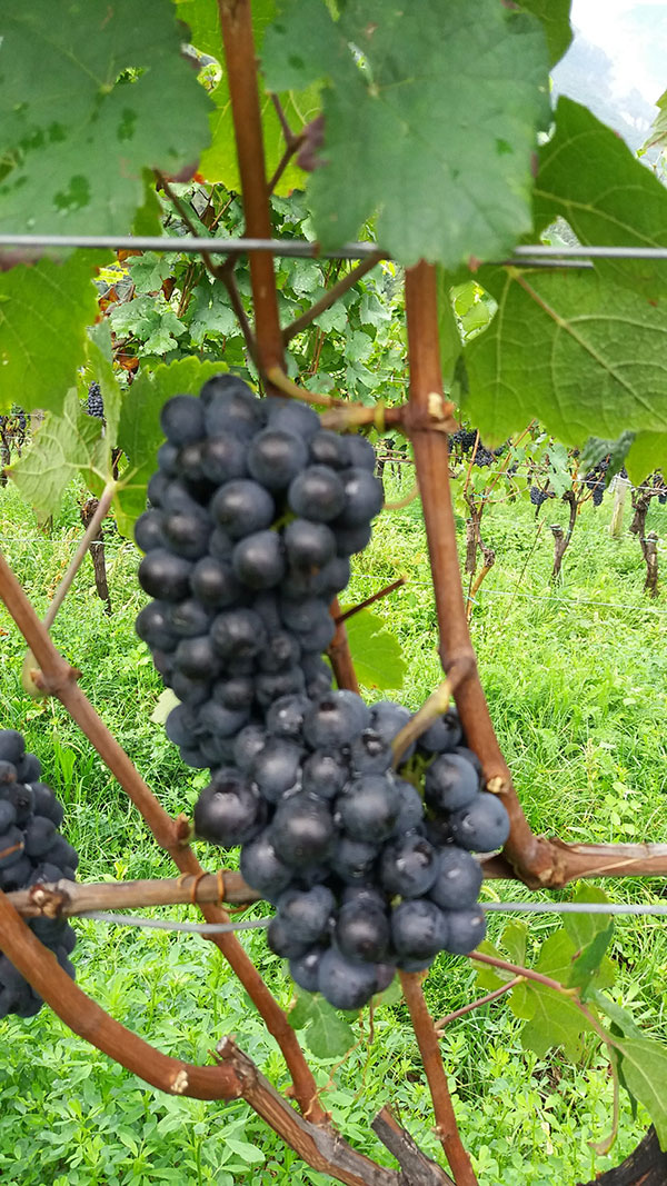 grappolo di pinot nero