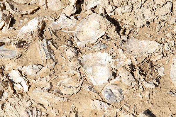 Terreno Usiglian del Vescovo