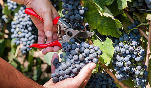 Usiglian del Vescovo vendemmia