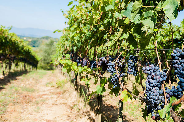 Usiglian del Vescovo grappoli