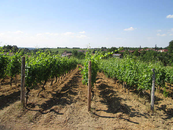 Vigneti a Gavi in frazione Rovereto