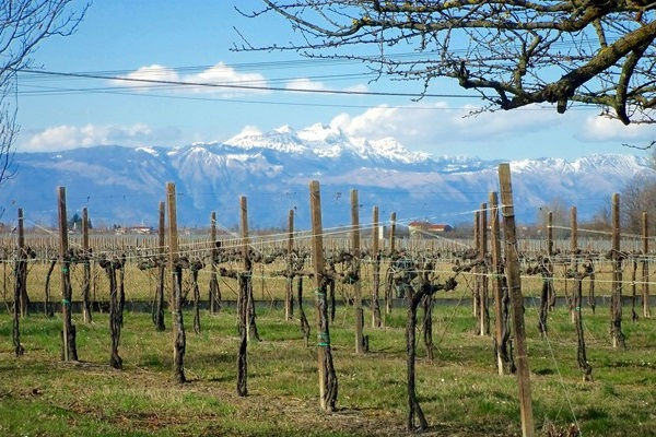 vigneto a Borgo Stajnbech